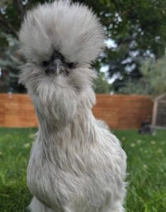 Silkie chickens for sale online 