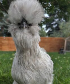 Silkie chickens for sale online