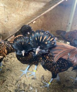 Polish chickens for sale