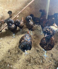 Polish chickens for sale