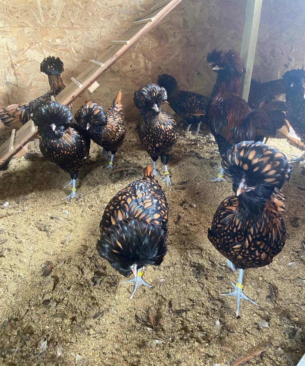 Polish chickens for sale