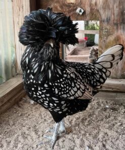 Polish chickens for sale