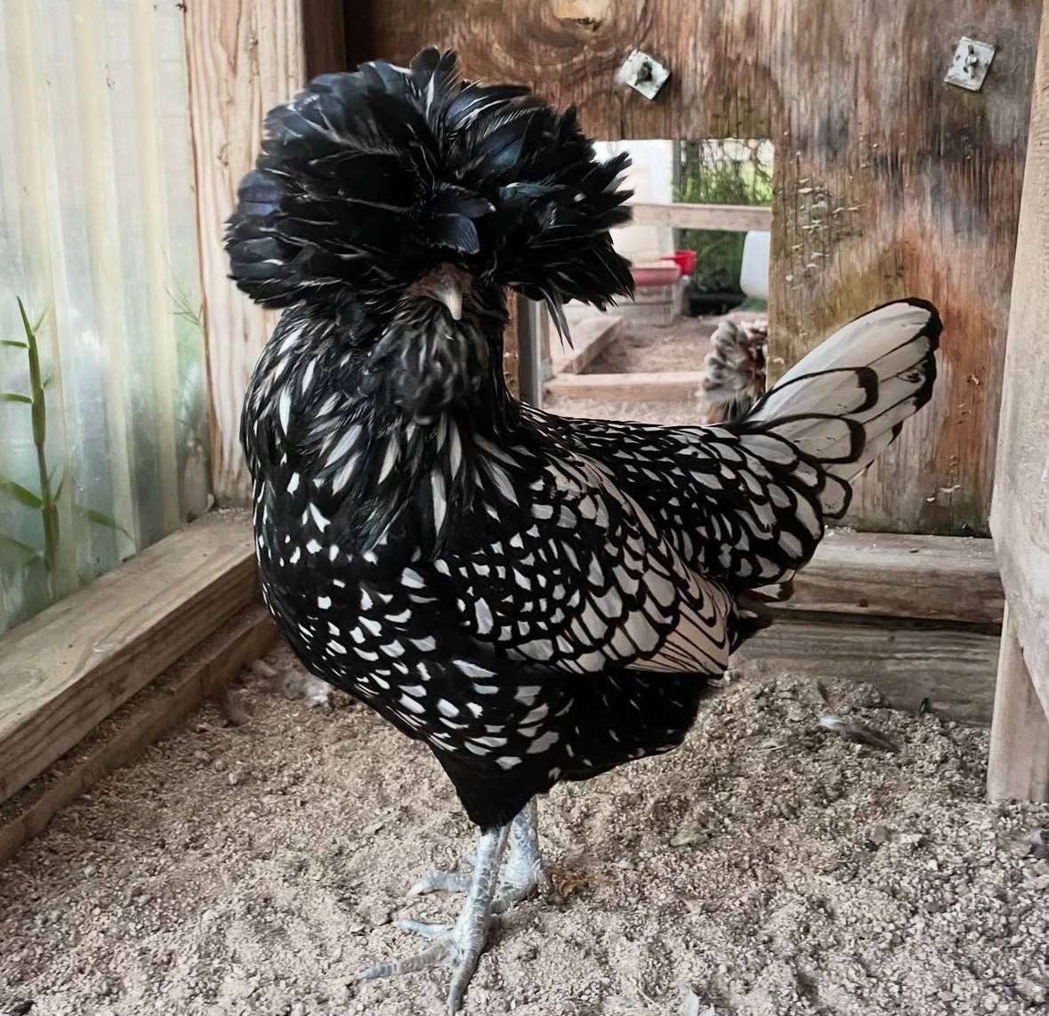 Polish chickens for sale