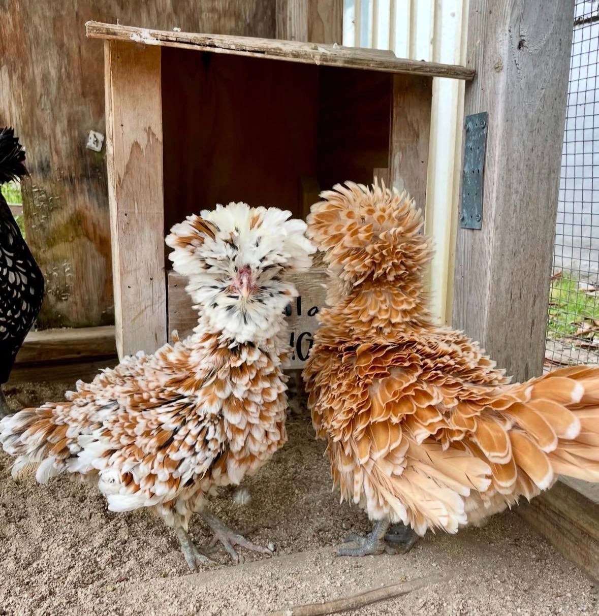 Polish chickens for sale