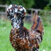 Polish chickens for sale
