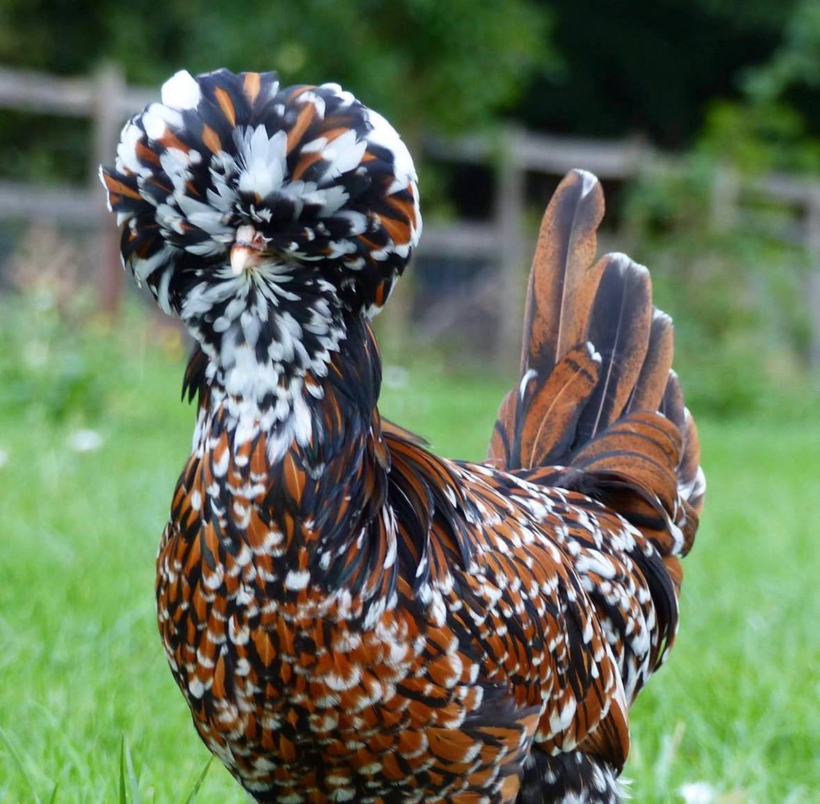 Polish chickens for sale