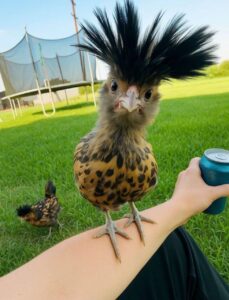 Polish chickens for sale near me