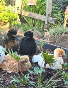 polish chickens for sale online