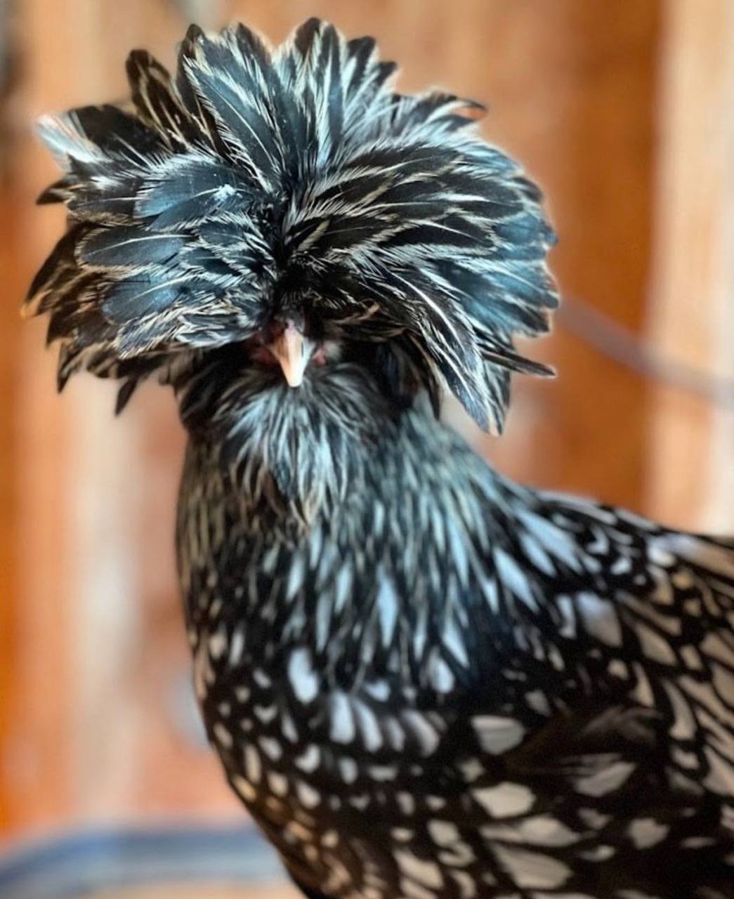 Polish chickens for sale