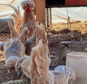 Polish chickens for sale for sale online near me