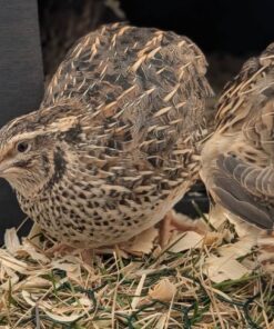 Quail for sale online