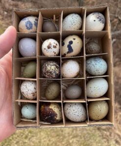 quail for sale online