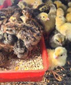 Quail for sale online