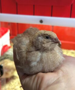 Quail for Sale for sale online