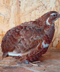 Quail for Sale online