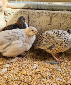 quail for sale online