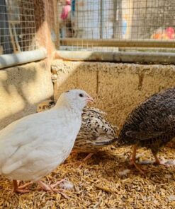 Quail for sale online near me