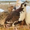 Quail for sale online near me