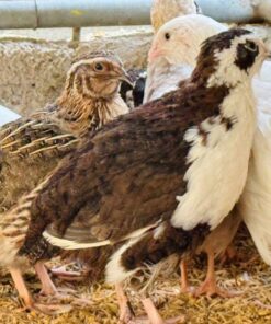 Quail for sale online near me