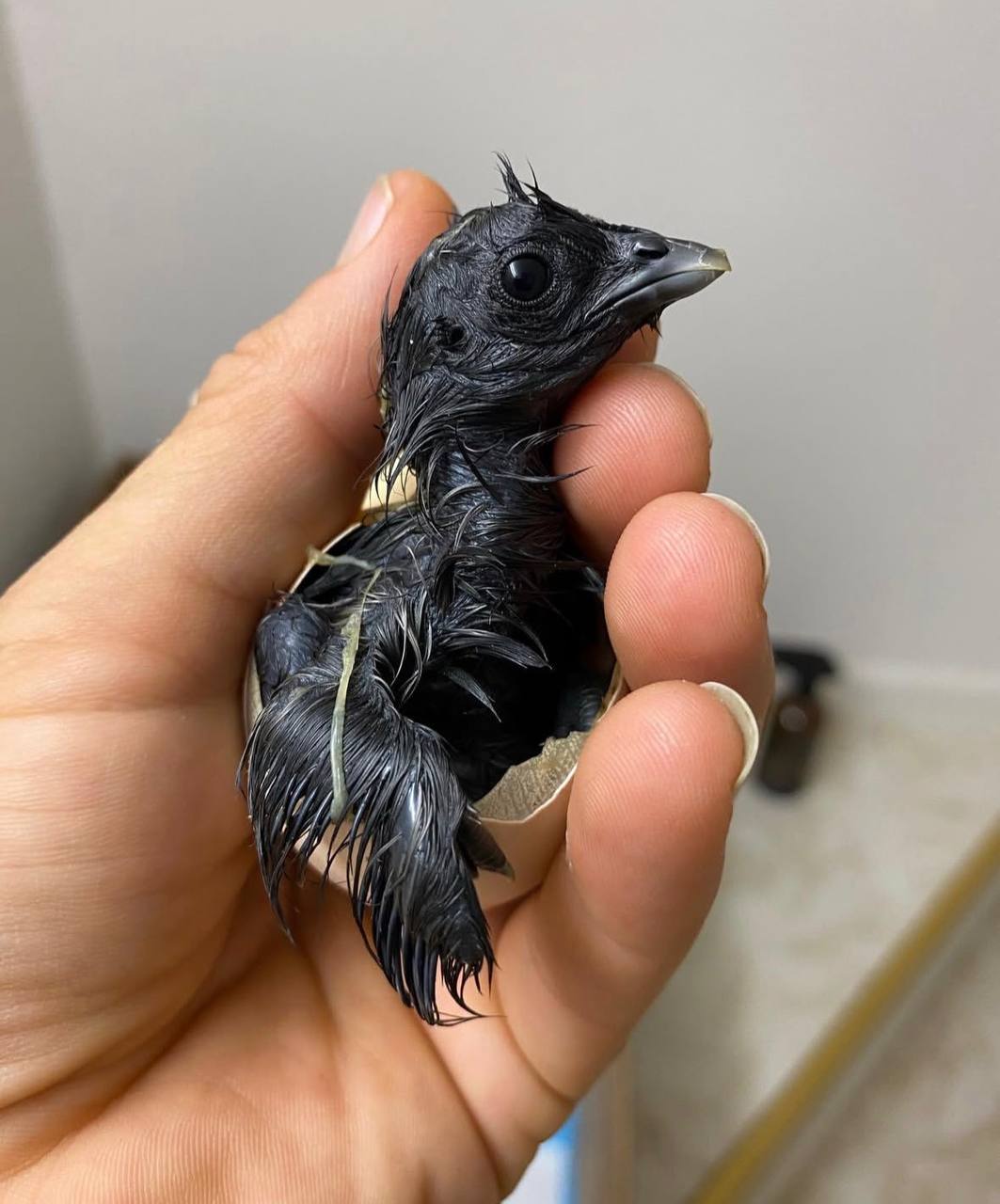 Ayam Cemani Chicks for sale near me