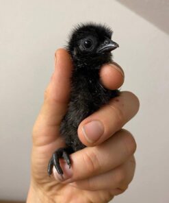 Ayam Ce for sale online mani Chicks