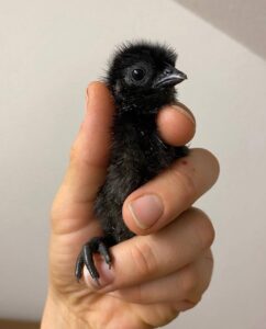 Ayam Cemani Chicks for sale online