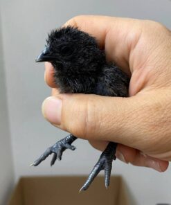 Ayam Cemani Chicks