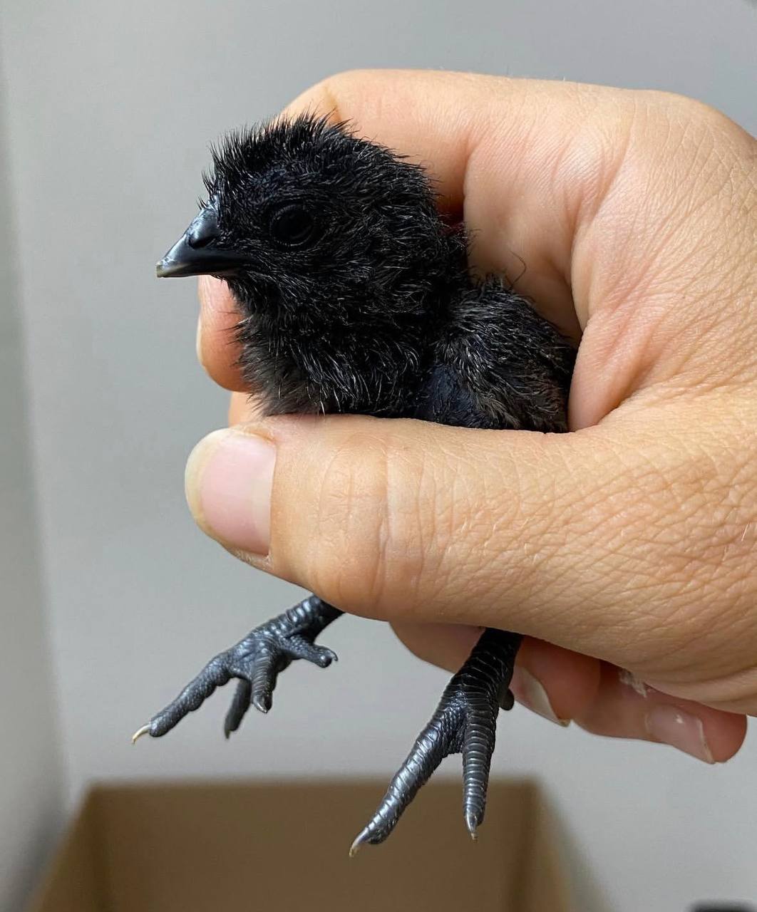 Ayam Cemani Chicks