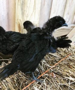 Ayam Cemani Chicks for sale online