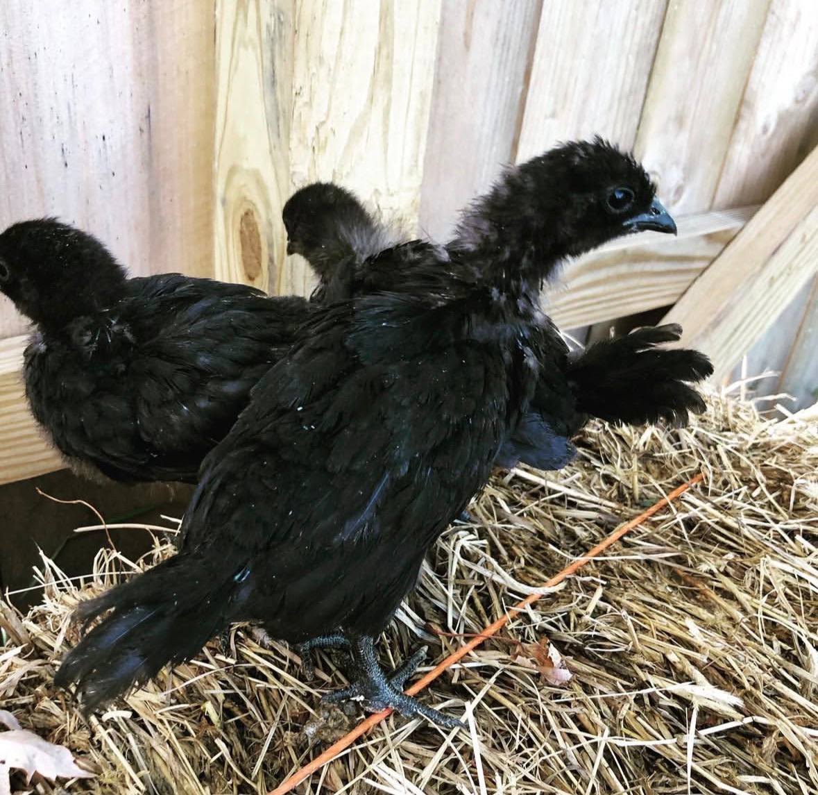 Ayam Cemani Chicks for sale online
