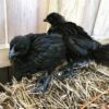 Ayam Cemani Chicks for sale