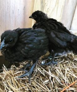 Ayam Cemani Chicks for sale