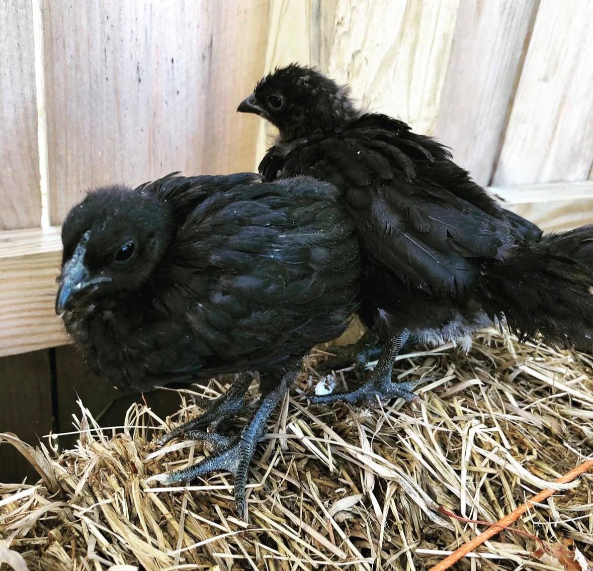 Ayam Cemani Chicks for sale