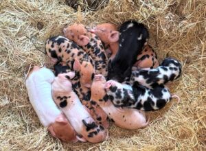 kunekune pigs for sale online