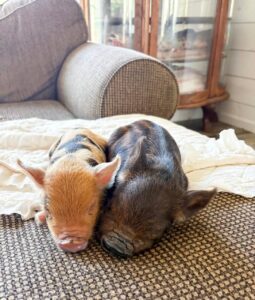 kunekune piglets for sale online