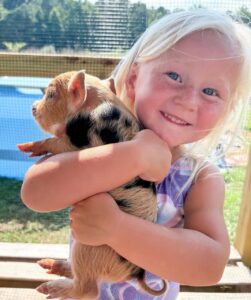 kunekune pigs for sale near me